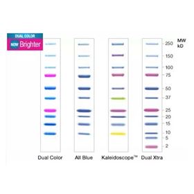 1610393Bio-Rad Precision Plus Protein预染标准品