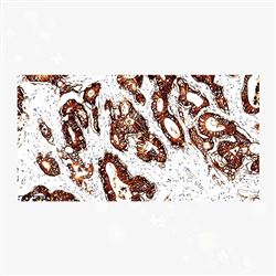 ZA-0630中杉金桥 钙黏附蛋白17Cadherin抗体试剂