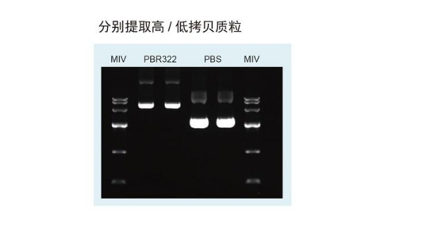 天根 无内毒素质粒大提试剂盒-常备现货